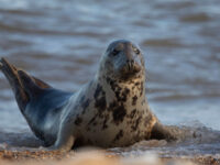 Grey seal on Fair Isle © Sara Jenner - Oceanwide Expeditions (1).jpg_Sara Jenner