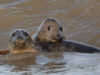 Grey seal on Fair Isle © Sara Jenner - Oceanwide Expeditions (2).jpg_Sara Jenner