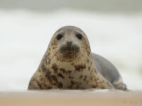 Grey seal on Fair Isle © Sara Jenner - Oceanwide Expeditions.jpg_Sara Jenner