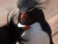 Grooming Rockhopper Penguins_Jan Veen
