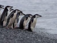 Group of Chinstrap penguins ready to take a plunge_Jan Veen
