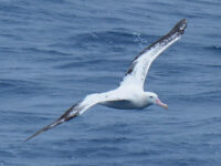 HDS23-19, Wandering Albatross 6- Oceanwide Expeditions.JPG_