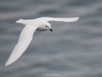 HDS29-20, DAY 04, 08 FEB snow petrel2 - Oceanwide Expeditions.jpg_