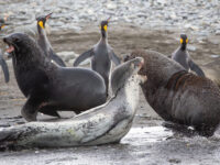 HDSEC-21, Day 11_Salisbury Plain - Leopard Seal 2 - Oceanwide Expeditions.jpg_Sara Jenner