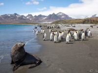 Remote Weddell Sea Explorer