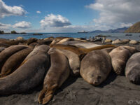 HDSEC-21, Day 13_Gold Harbour -Elephant Seal 4 - Oceanwide Expeditions.jpg_Sara Jenner
