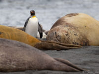 HDSEC-21, Day 13_Gold Harbour- Elephant seals and Penguins - Oceanwide Expeditions.jpg_Sara Jenner