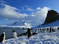 Weddell Sea – In search of the Emperor Penguin, incl. helicopters