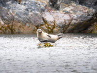 Harbor seal, Svalbard © Geert Kroes - Oceanwide Expeditions.jpg_Geert Kroes
