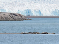 Harbor seals © Melissa Scott - Oceanwide Expeditions_Melissa Scott