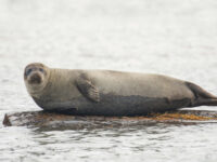 Harbour Seal © Sara Jenner - Oceanwide Expeditions_Sara Jenner