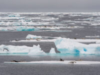 Harp seals on the pack ice © Josh Harrison Photography - Oceanwide Expeditions.jpg_Josh Harrison