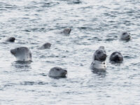 Harp seals © Melissa Scott - Oceanwide Expeditions_Melissa Scott