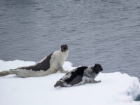 Harp seals © Sara Jenner - Oceanwide Expeditions.jpg_Sara Jenner