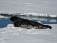 Hooded seal - Greenland pack ice © Mick Peerdeman - Oceanwide Expeditions_Mick Peerdeman