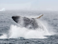 Antarctica - Polar Circle - Whale watching