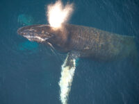 Humpback Whale (Antarctica) © Erwin Vermeulen-Oceanwide expeditions (1).jpg_Erwin Vermeulen