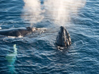 Humpback Whale (Antarctica) © Erwin Vermeulen-Oceanwide expeditions (2).jpg_Erwin Vermeulen