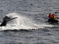 Humpback Whale, Polar Circle, Antarctica © Jamie Scherbeijn-Oceanwide Expeditions.JPG_Jamie Scherbeijn