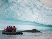 Humpback whale, Zodiac cruising, Antarctica © Morten Skovgaard-Oceanwide Expeditions (1).jpg_Morten Skovgaard
