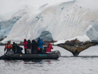 Humpback whale, Zodiac cruising, Antarctica © Morten Skovgaard Photography-Oceanwide Expeditions (1).JPG_Morten Skovgaard