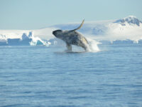 Humpback whale, breaching, Antarctica © Nicolo de Cata-Oceanwide Expeditions.jpg_Nicolo de Cata