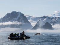 Humpback whale from the Zodiac, Antarctica © Ross Wheeler - Oceanwide Expeditions.jpg_Ross Wheeler