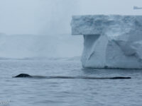 Humpback whale near Kinnes Cove © Arjen Drost, Natureview - Oceanwide Expeditions (1).jpg_Arjen Drost