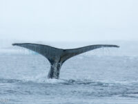 Humpback whale near Kinnes Cove © Arjen Drost, Natureview - Oceanwide Expeditions.jpg_Arjen Drost