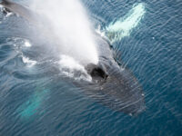 Humpback whale © Frits Steenhuisen - Oceanwide Expeditions.jpg_Frits Steenhuisen