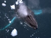 Humpback whale © Tania Jaccaud - Oceanwide Expeditions.jpg_Tania Jaccaud