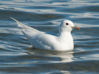 Ivory Gull, Spitsbergen, June © Erwin Vermeulen-Oceanwide Expeditions (2).jpg_Erwin Vermeulen