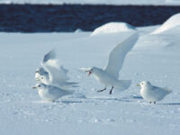 Ivory Gulls, Spitsbergen, April © Rinie van Meurs-Oceanwide Expeditions.JPG_Rinie van Meurs