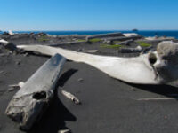 Jan Mayen whale bones_Erwin Vermeulen