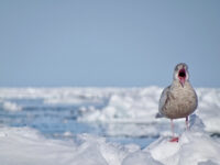 Juvenile Glaucous gull, Svalbard, Juli © Nikki Born-Oceanwide Expeditions.jpg_Nikki Born