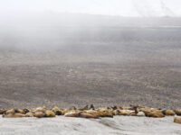 Kapp Oetker, walrus © Geert Kroes - Oceanwide Expeditions.jpg_Geert Kroes