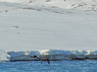 King Eider at Ymerbukta_Henk Jacobs