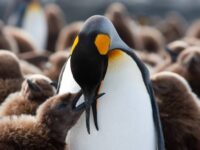 King Penguin chick being fed_Jan Veen