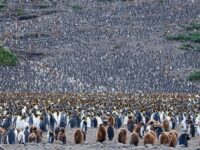 King Penguin colony, South Georgia_Salisbury Plain, January © Martin van Lokven-Oceanwide Expeditions (6).jpg_Martin van Lokven