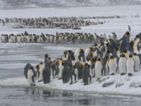 King Penguin colony in a snowy setting_Jan Veen