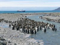 King Penguin colony_Rob Tully