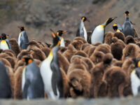 King Penguins_Fortuna Bay_South Georgia_November_Martin van Lokven