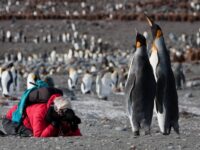 King Penguins_Jan Veen