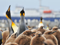 King Penguins_Salisbury Plain-South Georgia_November_Martin van Lokven