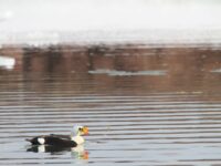 King eider duck, Spitsbergen_Joerg Ehrlich