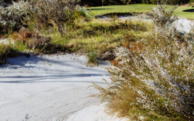 Kingston Heath day 1-90