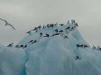 North Spitsbergen, Arctic Summer - Summer Solstice