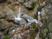 Kittiwakes, Spitsbergen, June © Olga Lartceva-Oceanwide Expeditions.JPG_Olga Lartceva