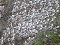 Kittiwakes, Svalbard © Gerard Bodineau - Oceanwide Expeditions_Gerard Bodineau