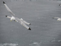 Kittiwakes, Svalbard_Sylvie Augendre